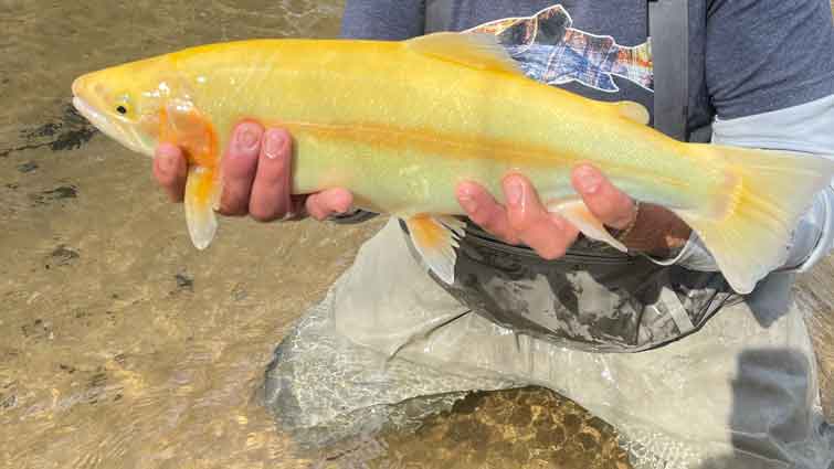 Large Palomino man in waders