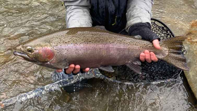 Large steelhead caught on streamer