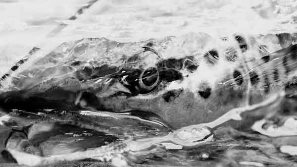 Large fish in Mountains