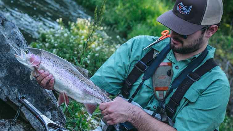 Rainbow Caught on Zonker