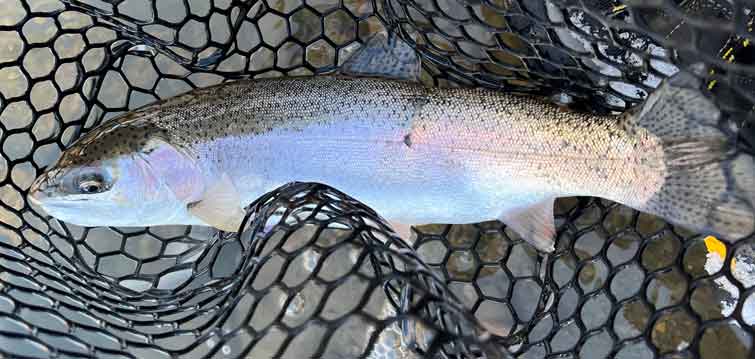 Large trout caught in fly fishing net