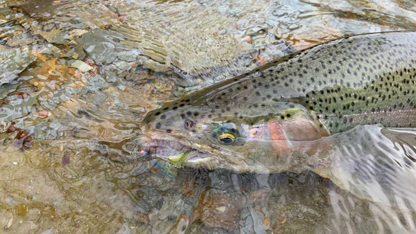 Trout with large streamer in moth