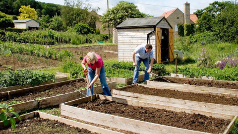 two people gardening at their allotment.