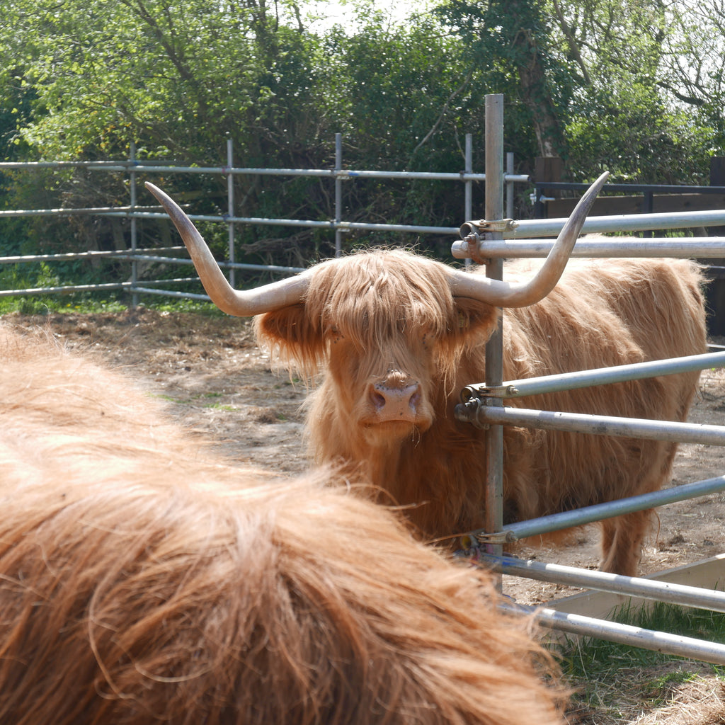 Tower Hill stables rescued highland cattle