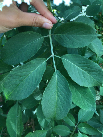 elderflower tree Oval serrated leaves with 5-7 pairs of leaflets
