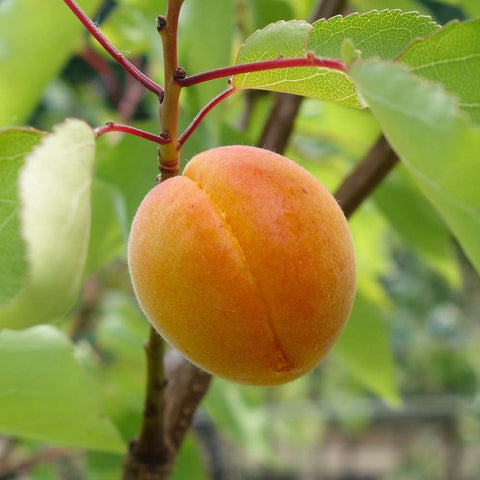 apricot growing in a tree.