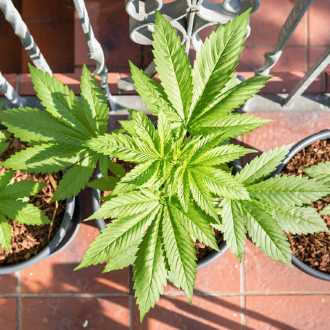 hemp plant in plant pot with the sun on it.