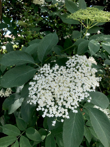 Creamy white fluffy 'umbels' made up of tiny flowers from elderflower tree