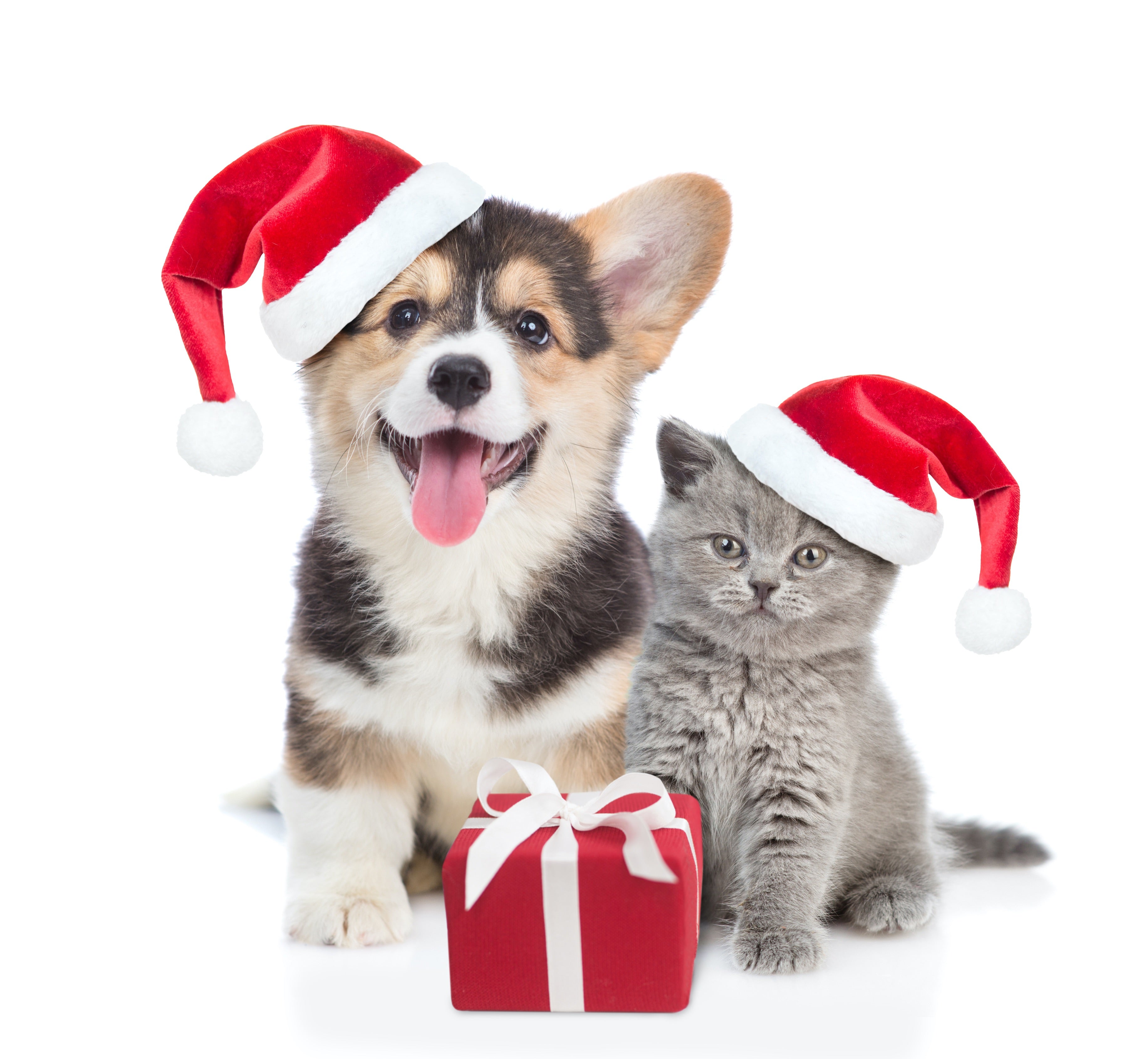 Christmas – Paws and Whiskers