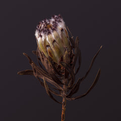 Mink Protea from Paiko