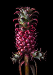 Petite Pineapple Color from Paiko