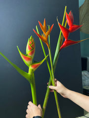 Heliconia array from Paiko