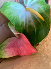 Anthuriums from Paiko