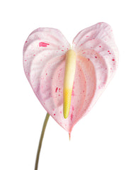 Candy Cane Heart Anthurium from Paiko