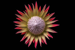 King Protea from Paiko