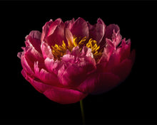 Load image into Gallery viewer, Peony Perfection
