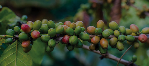 Arabica Coffee Cherries