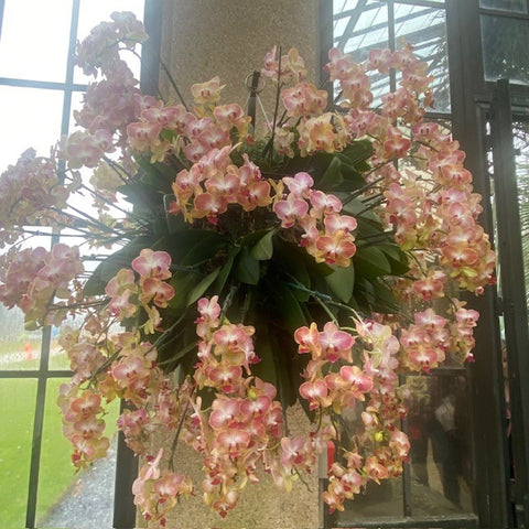 Orchid Hanging Plant