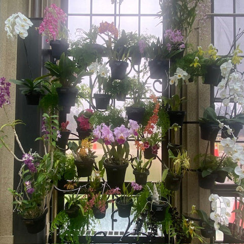 Orchid Wall at Longwood Gardens