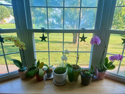 Orchids In Window
