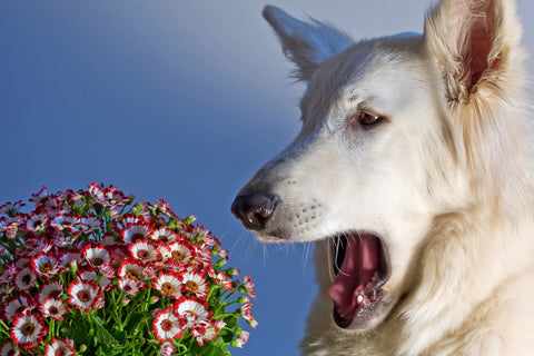 Dog Allergies Sneezing Pollen