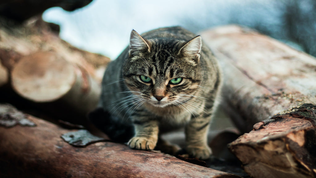 a cat sitting on top of some logs