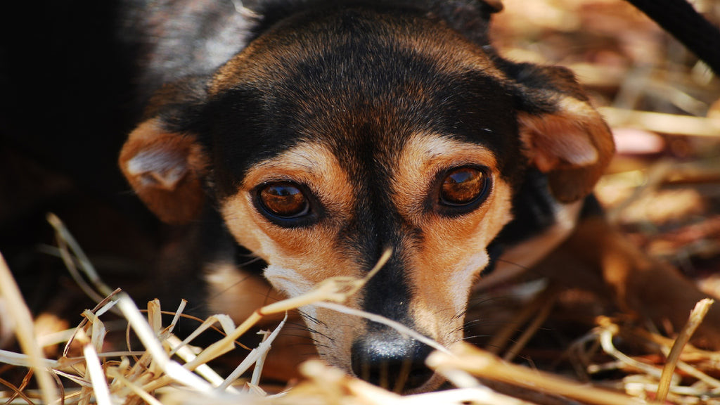 An anxious dog.