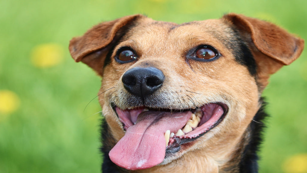 A stressed-out dog panting