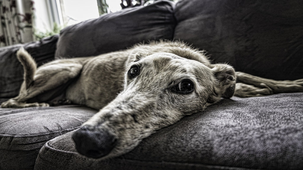 A Dog Resting on a Sofa