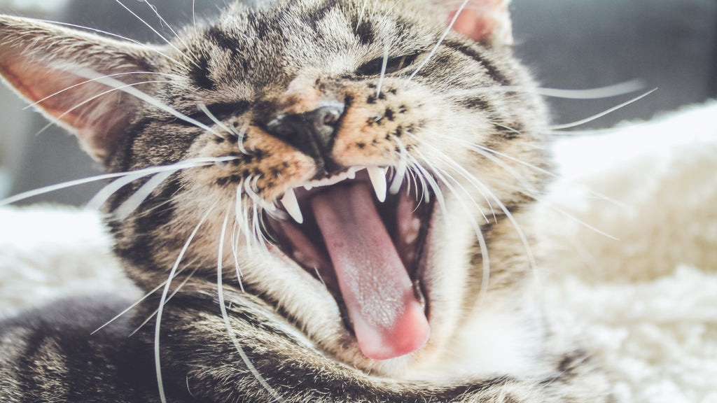 a kitten yawning