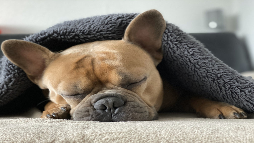 A dog under a blanket relaxing. 