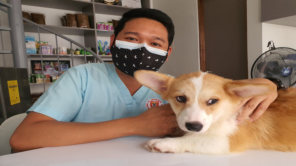 A dog visiting with his vet about his bladder stones