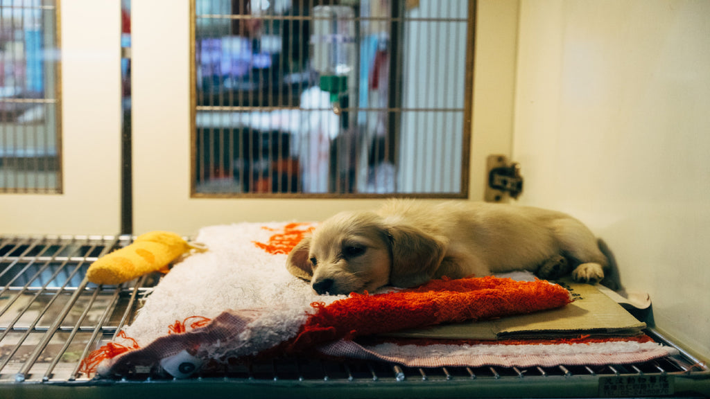 A young dog in a kennel at the vet's office recuperating from surgery