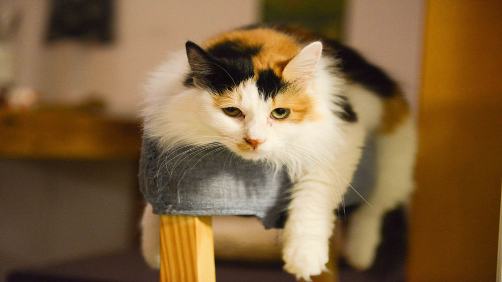 cat resting on a cushion