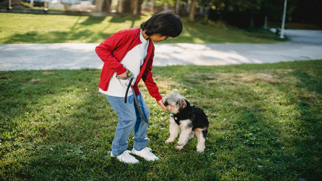 person giving dog a treat