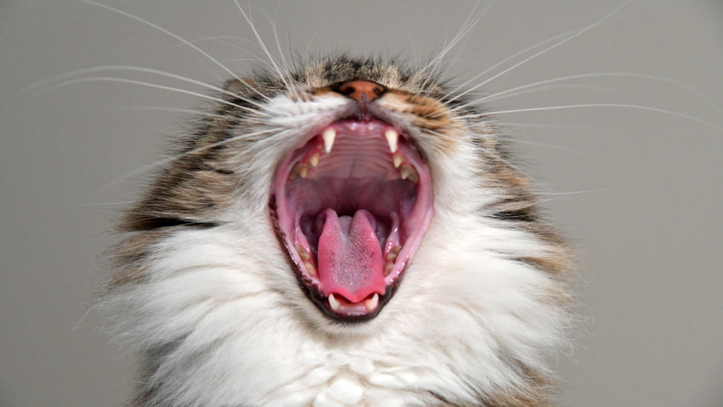 a cat yawning and showing his teeth
