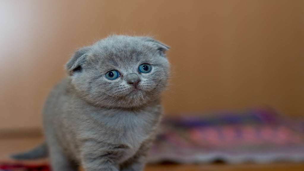 a grey fur kitten looking a bit confused