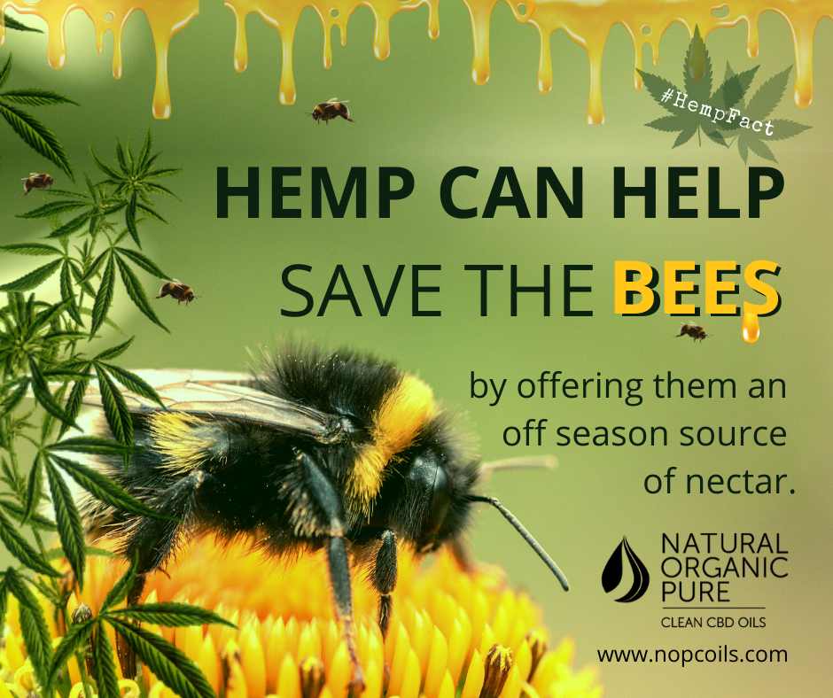 hemp could help save the bees ending the threat of their extinction-nopcoils-hemp facts blog
