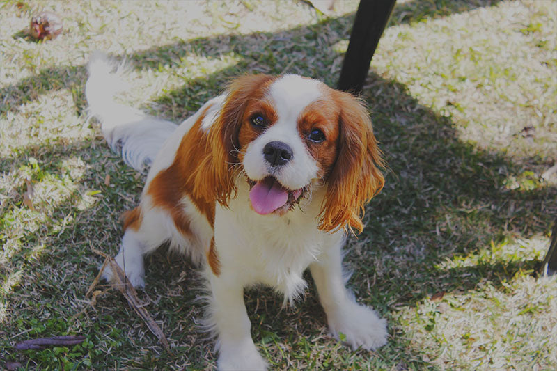 A Look In To The Cavalier King Charles Spaniel Belle The Cavalier