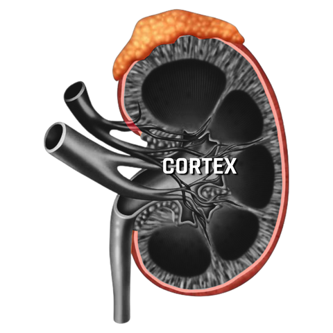 renal parenchyma