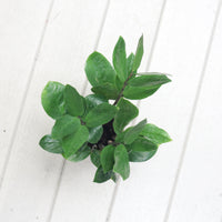 ZZ Plant aka jin qian shu (金钱树) in Nursery Grow Pot (XS)
