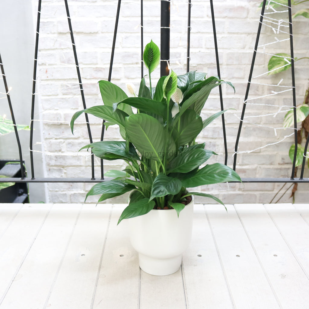 Peace Lily in White Designer Planter