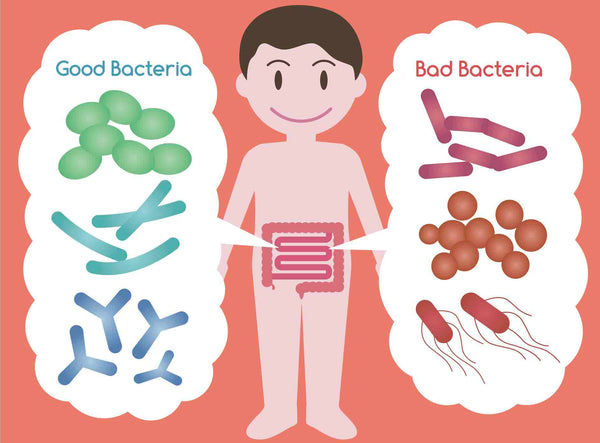 Good bacteria in stomach