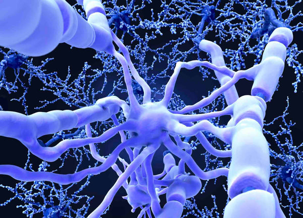 nerve cells and myelin sheath