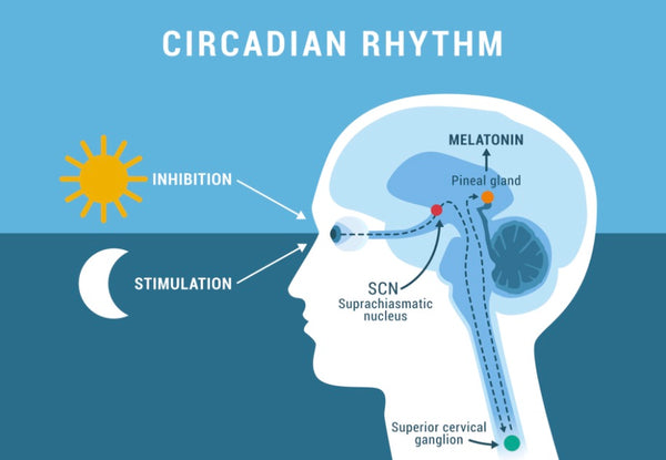 Circadian pineal picture