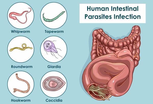 Stomach worm issues