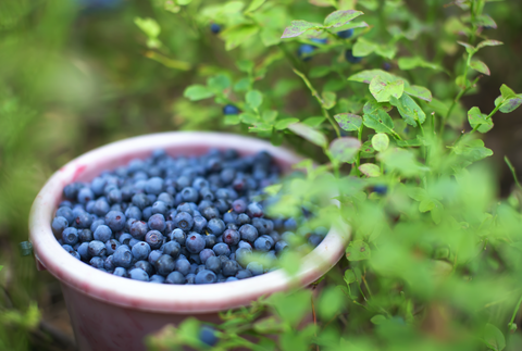 berjamó: icelandic wild berry picking