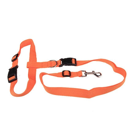 dog lead collar