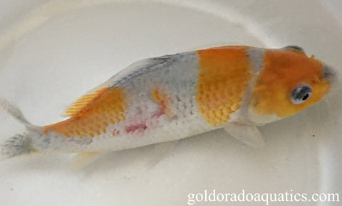 An image of a goshiki koi fish afflicted with disease.