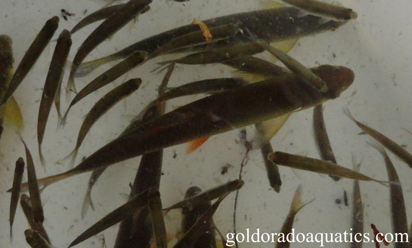 Shoal of golden shiner minnow fish.